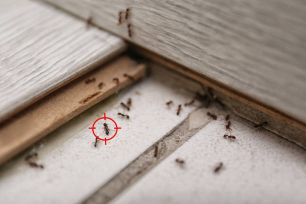 Best Ant Control Services  in Trinity, FL