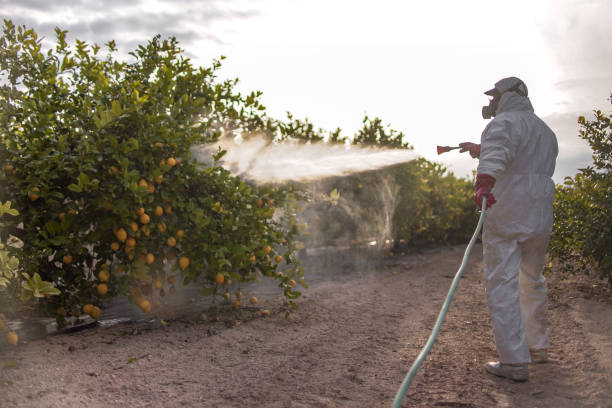 Best Rat Extermination Near Me  in Trinity, FL
