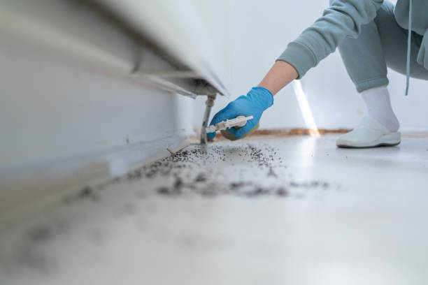 Best Pest Removal Services  in Trinity, FL